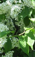 Prunus Padus - Bird Cherry