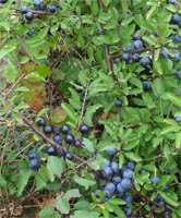 Prunus Spinosa - Blackthorn