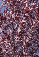 Prunus Cerasifera - Cherry Plum