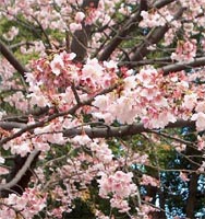 Prunus Avium - Cherry Tree