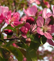 Malus Sylvestrias - Crab Apple