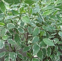 Cornus Sanguinea - Dogwood Deciduous Hedge