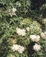 Sambucus Nigra - Elder