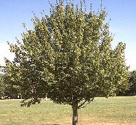 Acer Campestre Deciduous Tree - Field Maple