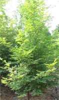 Carpinus Betulus - Hornbeam Deciduous Tree Carpinus Betulus - Hornbeam Deciduous Tree