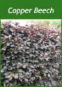 Buy Copper Beech Trees