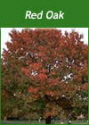 Buy Red Oak Trees