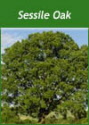 Buy Sessile Oak Trees