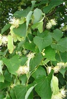 Sorbus Aucuparia - Rowan
