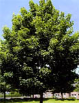 Norway Maple Tree - Acer Platanoides