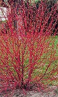 Cornus Alba - Red Barked Dogwood Deciduous Tree 