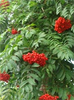 Sorbus Aucuparia - Rowan