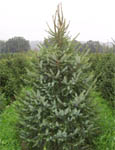 Serbian Spruce - Picea Omorika