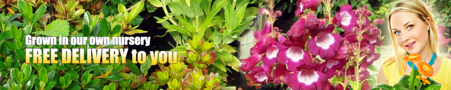 Tudor Lodge Plant Nurseries