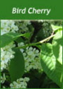 Buy Bird Cherry Trees