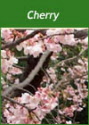 Buy Cherry Trees