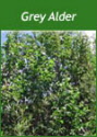 Buy Grey Alder Trees