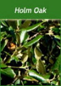 Buy Holm Oak Trees